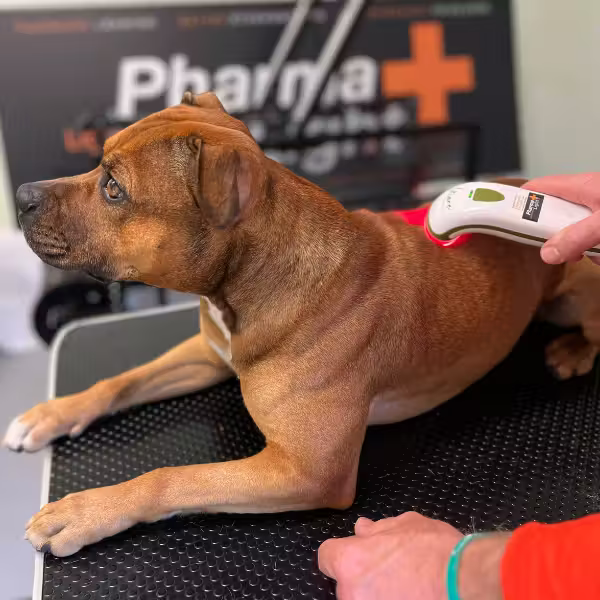 SILENT Photizo Vetcare LED-lysterapi/LED-LLLT