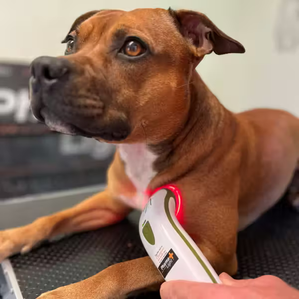 SILENT Photizo Vetcare LED-lysterapi/LED-LLLT